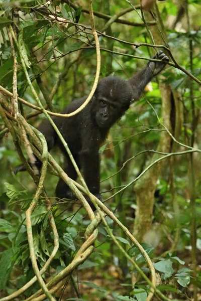 Gorille Oriental Voie Disparition Dans Beauté Jungle Africaine Dos Argenté — Photo