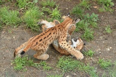 Avrasya vaşaklardan Doğu Almanya, Avrupa vahşi kediler, hayvanlar Avrupa ormanlarda Bavyera Milli parkında