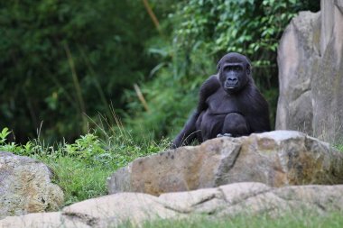 Yeşil otlak, gümüş sırtlı erkek, goril beringei, nadir Afrika hayvan nesli tehlike altında olan Doğu goril. 