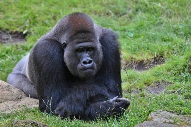 Yeşil otlak, gümüş sırtlı erkek, goril beringei, nadir Afrika hayvan nesli tehlike altında olan Doğu goril. 