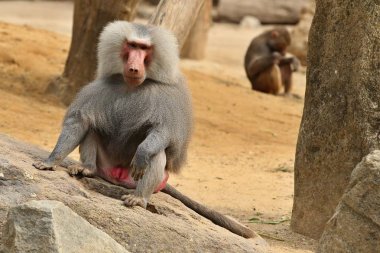 Majestic hamadryas baboon in captivity. Wild monkeys in zoo. Beautiful and also dangereous animal. African wildlife in captivity. clipart
