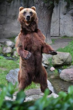 Doğada yaşam alanı Almanya'da arıyorum güzel ayı. Esir boz ayı. Ursus arctos.
