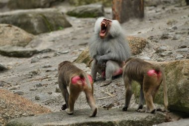 Görkemli hamadryas Babunu tutsak. Vahşi maymunlar Hayvanat Bahçesi. Güzel ve aynı zamanda dangereous hayvanlar. Tutsak Afrika yaban hayatı.