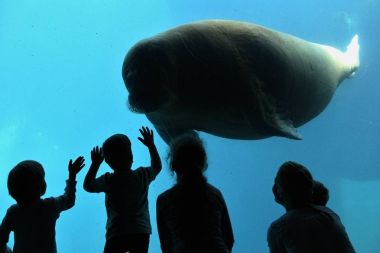 Amazing and giant manatee in the big blue water pool in front of children. Wonderful marine creature in captivity clipart