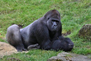 Yeşil otlak, gümüş sırtlı erkek, goril beringei, nadir Afrika hayvan nesli tehlike altında olan Doğu goril. 