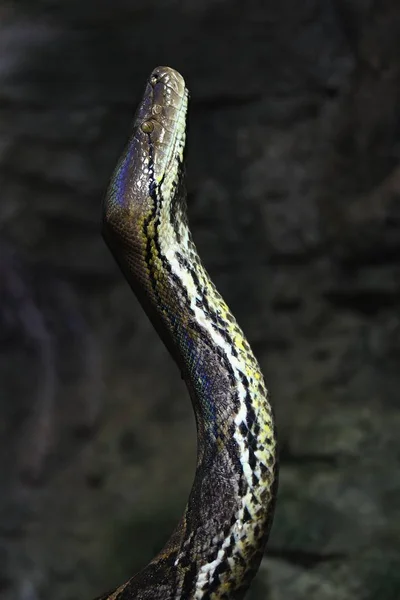 Majestuosa Serpiente Exótica Detalle Captura Con Una Zona Rocosa Animales — Foto de Stock