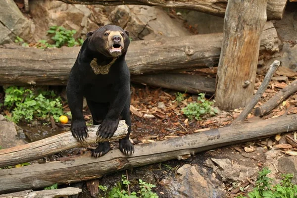 Oso Malayo Hábitat Natural Hermoso Tipo Más Pequeño Osos Zoológico — Foto de Stock