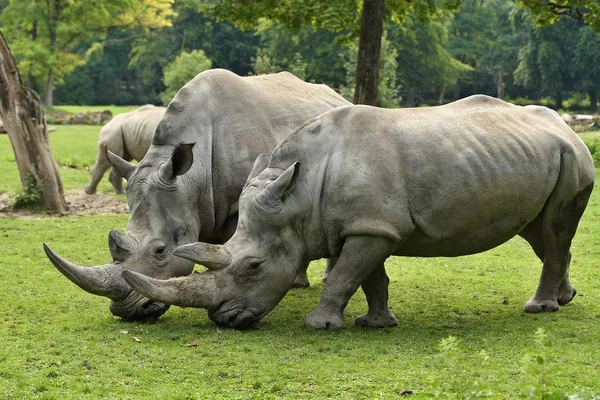 Білі Носороги Красивій Природі Дивляться Середовище Проживання Дикі Тварини Полоні — стокове фото