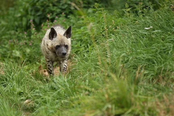 棕色鬣狗在大自然中漫步 在动物园里寻找栖息地 Brunnea — 图库照片