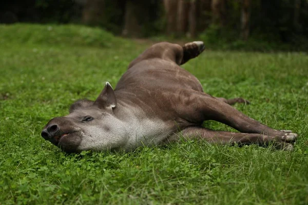 南美洲貘在自然栖息地 动物园里美丽的生物圈养的稀有动物 Tapirus — 图库照片