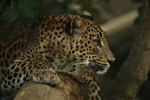 Leopardo Amur Ameaçado Habitat Natural Animais Selvagens Cativeiro — Fotografia de Stock