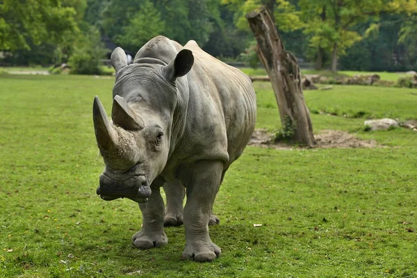 Nosorożec Biały Pięknej Przyrody Poszukuje Siedliska Dzikich Zwierząt Niewoli Prehistorycznych — Zdjęcie stockowe
