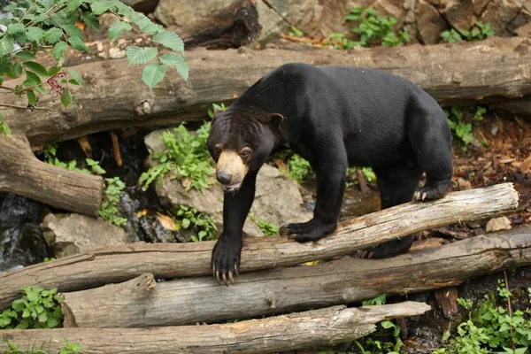 Oso Malayo Hábitat Natural Hermoso Tipo Más Pequeño Osos Zoológico — Foto de Stock