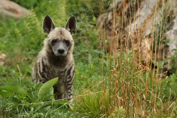 Braune Hyänen Spazieren Naturbelassenen Lebensraum Zoo Hyaena Brunnea — Stockfoto