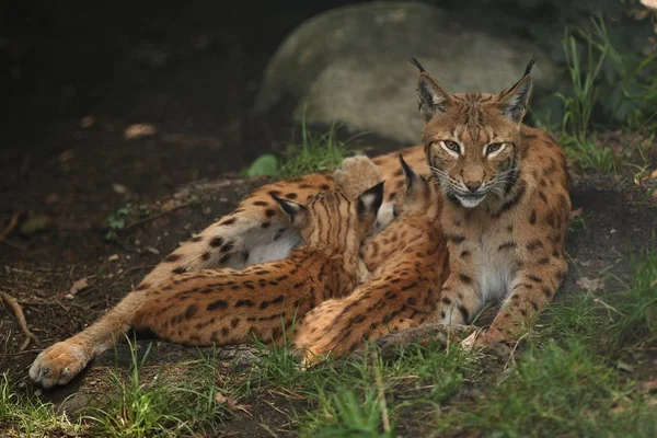 Euroasian Lynxes Bavarian National Park Eastern Germany European Wild Cats — Stock Photo, Image