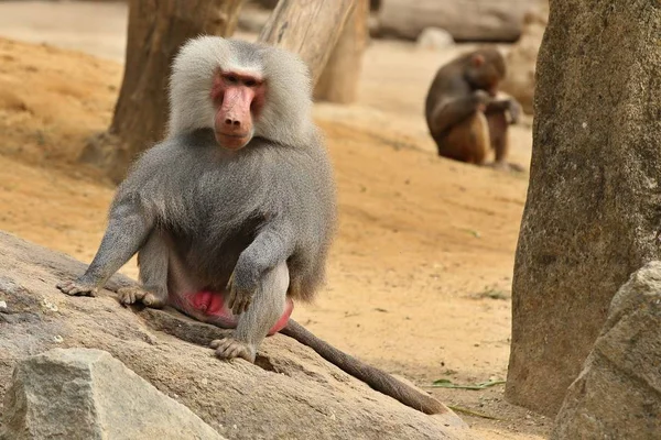 Majestosas Hamadryas Babuíno Cativeiro Macacos Selvagens Zoológico Bonito Também Animal — Fotografia de Stock