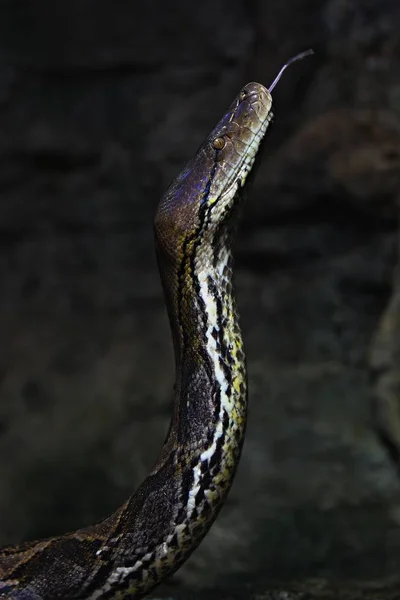 Majestueuze Exotische Slang Detail Vangen Met Een Rotsachtige Gebied Wilde — Stockfoto