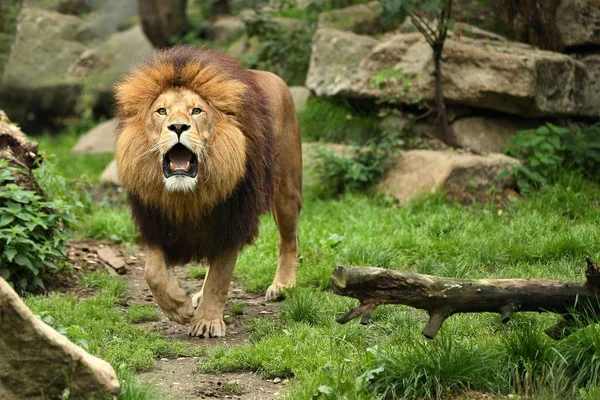 Muž Lev Skalní Plošině Zajetí Africká Divočina Mřížemi Panthera Leo — Stock fotografie
