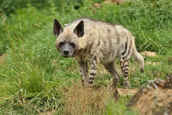 Braune Hyänen Spazieren Naturbelassenen Lebensraum Zoo Hyaena Brunnea — Stockfoto