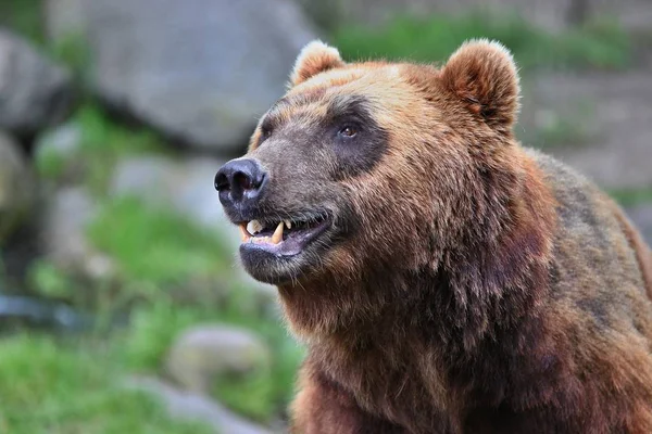 Belo Urso Natureza Procurando Habitat Alemanha Urso Castanho Cativo Ursus — Fotografia de Stock