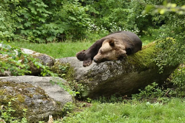 Hermoso Oso Hábitat Naturaleza Alemania Oso Pardo Cautivo Ursus Arctos — Foto de Stock