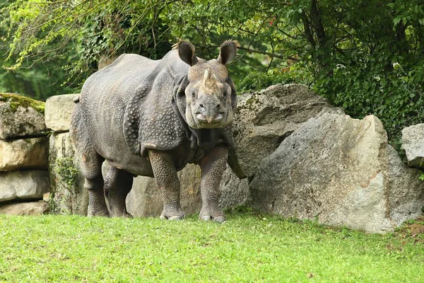 Rinocerontes Indianos Bela Natureza Que Olha Habitat Rinoceronte Com Chifres — Fotografia de Stock