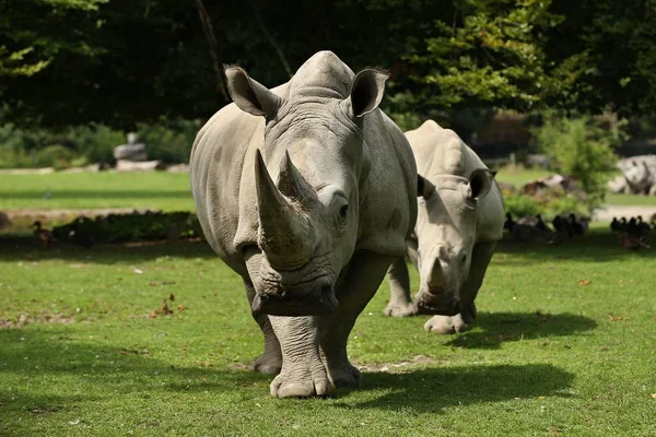 Білі Носороги Красивій Природі Дивляться Середовище Проживання Дикі Тварини Полоні — стокове фото