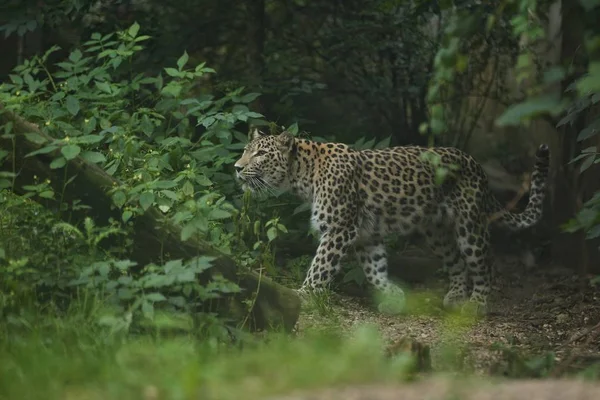 Leopardo Amur Ameaçado Habitat Natural Animais Selvagens Cativeiro — Fotografia de Stock