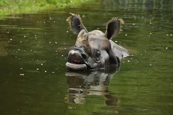 印度犀牛在美丽的大自然中寻找栖息地 一只角犀牛 濒危物种 地球上最大的犀牛 — 图库照片