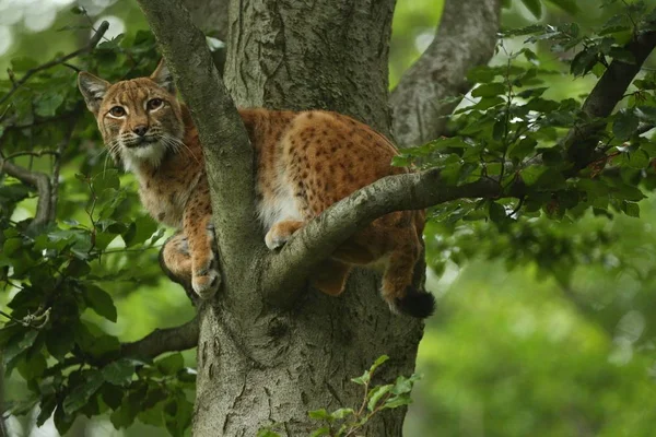 巴伐利亚的国家公园 在德国东部 欧洲野生猫科动物 动物在欧洲森林 猞猁猞猁欧亚猞猁 — 图库照片
