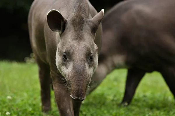 Tapirs Sud Américains Dans Habitat Naturel Belle Sorte Créature Zoo — Photo