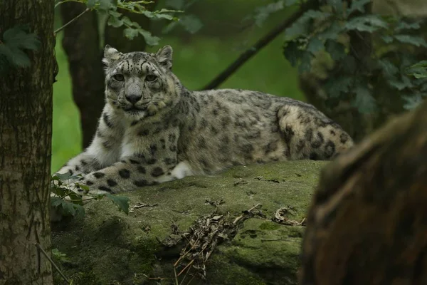 Léopard Des Neiges Voie Disparition Reposant Dans Habitat Naturel Animaux — Photo