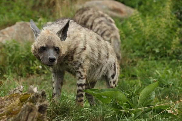 Braune Hyänen Spazieren Naturbelassenen Lebensraum Zoo Hyaena Brunnea — Stockfoto