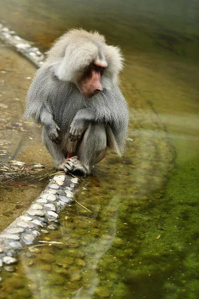 Maestose Hamadryas Babbuino Cattività Scimmie Selvatiche Allo Zoo Animali Belli — Foto Stock