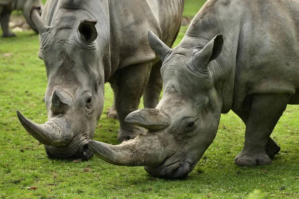 Белый Носорог Красивой Природной Среде Обитания Дикие Животные Неволе Доисторические — стоковое фото