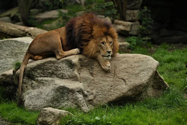 Löwenmännchen Auf Dem Felsigen Platz Gefangenschaft Afrikanische Wildtiere Hinter Gittern — Stockfoto