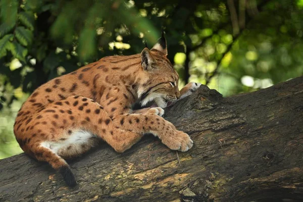 Euroasian Lynx Bavarian National Park Eastern Germany European Wild Cats — Stock Photo, Image