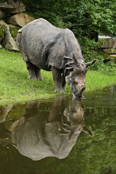 코뿔소 코뿔소입니다 종입니다 코뿔소는 지구상의 — 스톡 사진