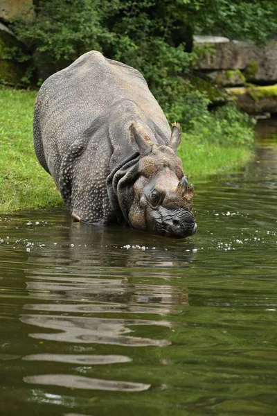 Rinocerontes Indianos Bela Natureza Que Olha Habitat Rinoceronte Com Chifres — Fotografia de Stock