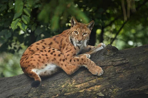 巴伐利亚的国家公园 在德国东部 欧洲野生猫科动物 动物在欧洲森林 猞猁猞猁欧亚猞猁 — 图库照片