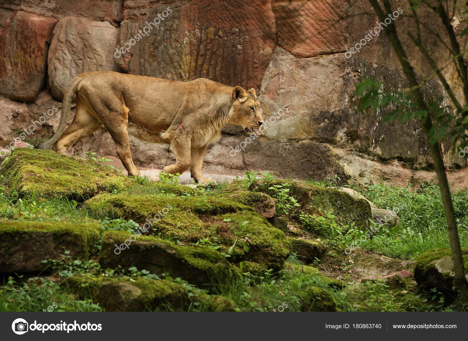 puma en voie de disparition puma en voie de disparition