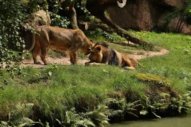 Tutsak güzel nesli tehlike altında olan aslan