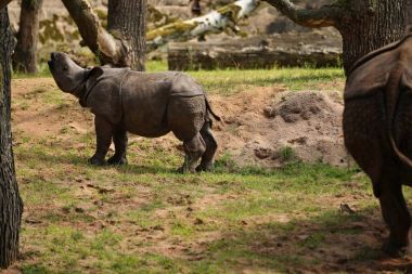 Indian rhinoceros in the beautiful nature looking habitat clipart