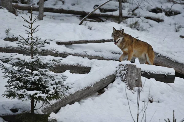 欧亚狼在白色冬天栖所 美丽的冬天森林 — 图库照片