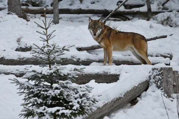 Loup Eurasien Dans Habitat Hivernal Blanc Belle Forêt Hivernale — Photo