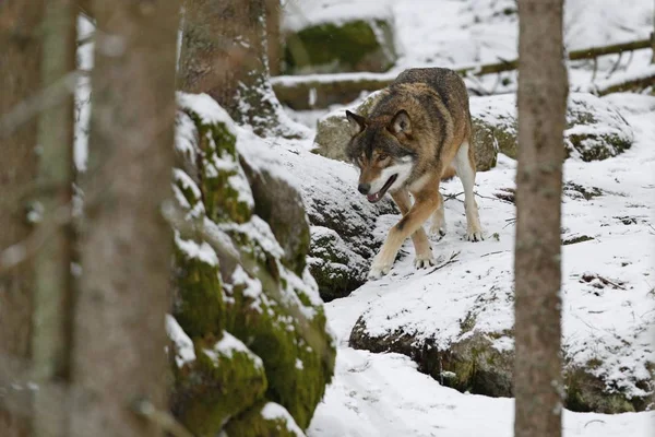 Loup Eurasien Dans Habitat Hivernal Blanc Belle Forêt Hivernale — Photo