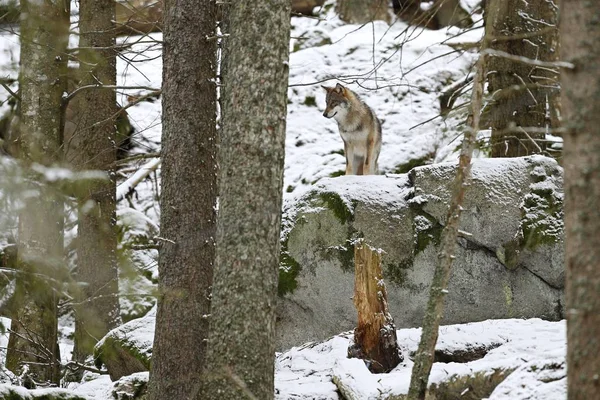 欧亚狼在白色冬天栖所 美丽的冬天森林 — 图库照片