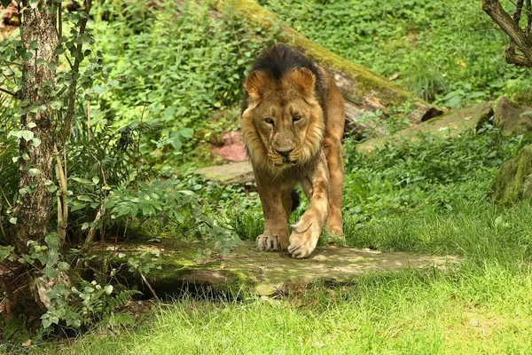 Schöne Bedrohte Löwen Gefangenschaft — Stockfoto