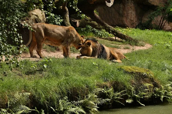 Gefährdete Löwen Gefangenschaft — Stockfoto