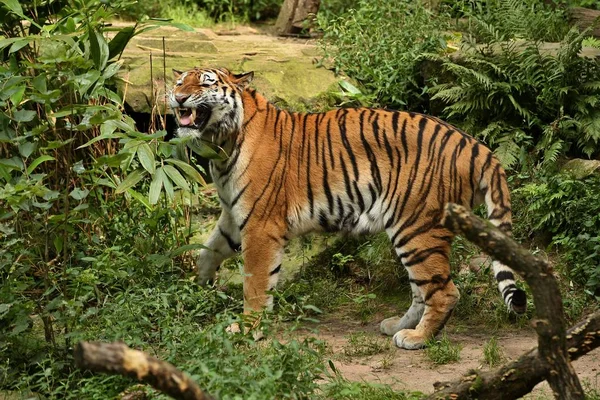 Τίγρη Της Σιβηρίας Panthera Tigris Altaica Πανέμορφη Άγριο Ζώο Αιχμαλωσία — Φωτογραφία Αρχείου